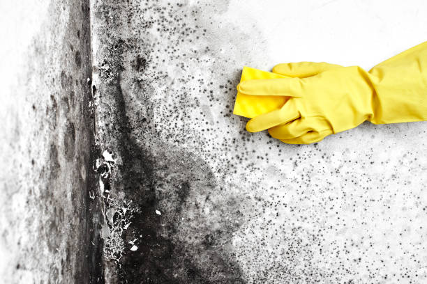 Best Affordable Mold Removal  in Upland, PA