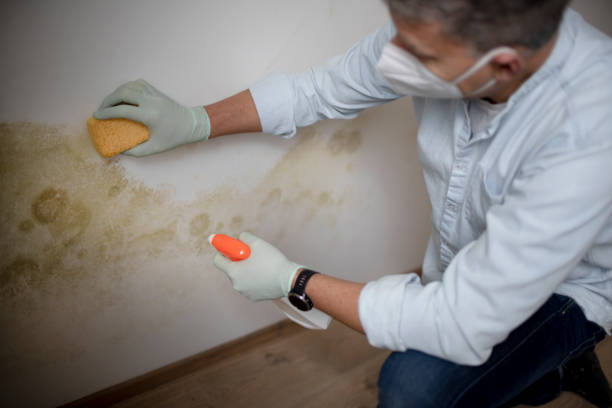Best Black Mold Removal  in Upland, PA