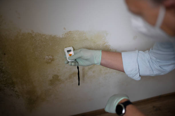 Best Mold Testing  in Upland, PA