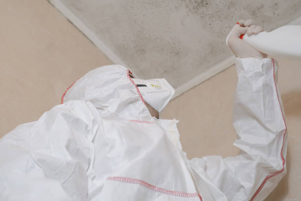 Mold Testing and Removal in Upland, PA