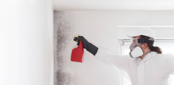 Mold Removal Process in Upland, PA