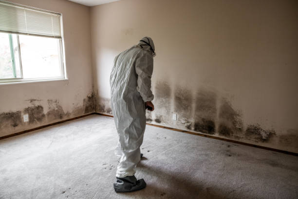 Best Fast Mold Removal  in Upland, PA