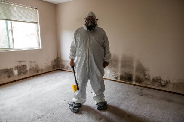 Professional Mold Removal in Upland, PA
