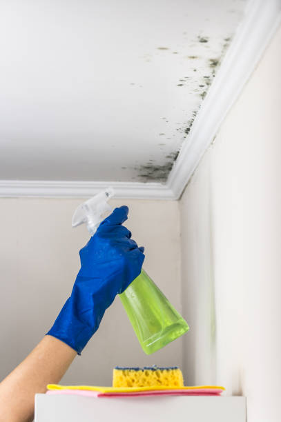 Best Mold Removal Company Near Me  in Upland, PA