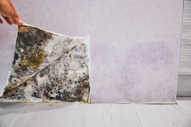Best Water Damage Restoration  in Upland, PA